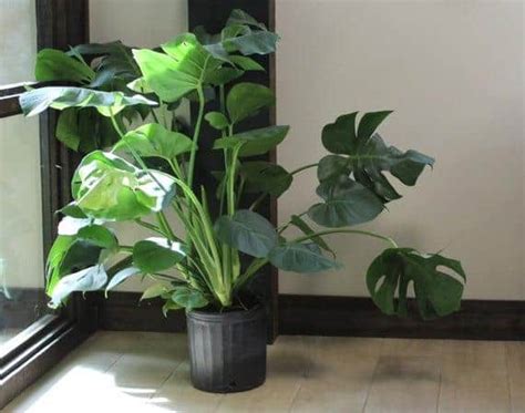 7 Best Houseplants For Beginners Constant Delights