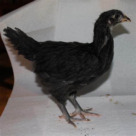 Black Australorp Backyard Chickens Learn How To Raise Chickens