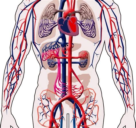 El Cuerpo Humano Sistema Circulatorio