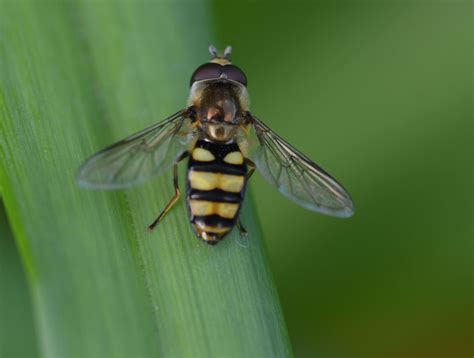 Insect Heroes of Pollination | K-State Turf and Landscape Blog