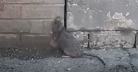 Gigantic Super Rat 'the Size of Cat' Caught on Camera