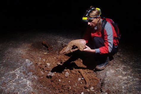 Extinct Cave Bear DNA Lives On in Brown Bears - The New York Times