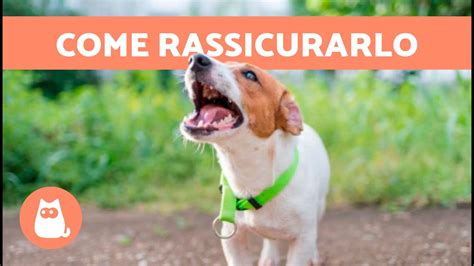 Come CALMARE Un CANE SPAVENTATO 6 Consigli Per Calmarlo YouTube