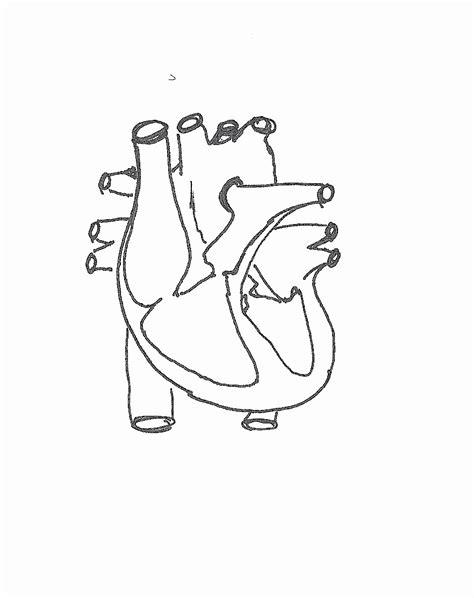 Heart Diagram Worksheet Blank Lovely Blank Diagram The Heart Wiring