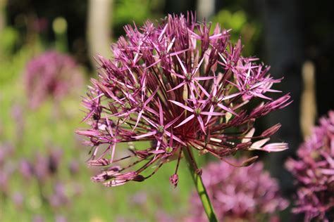 Free Allium Photos You Can Use || Free Photos of Allium Flowers