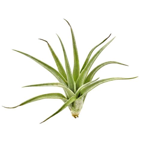 Tillandsia Lorentziana Aquasabi Aquarium Shop