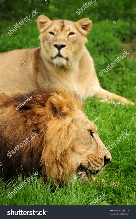 Lion Eating Some Meat Lioness Watching Stock Photo 34233175 Shutterstock