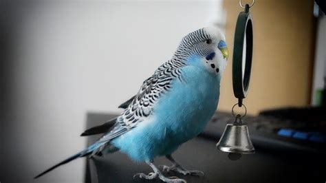 Parakeet