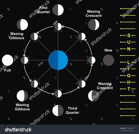 Moon Phases Vector Stock Vector (Royalty Free) 118886707 | Shutterstock