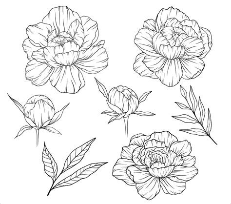 Premium Vector Peony Outline Line Art Peony Hand Drawn