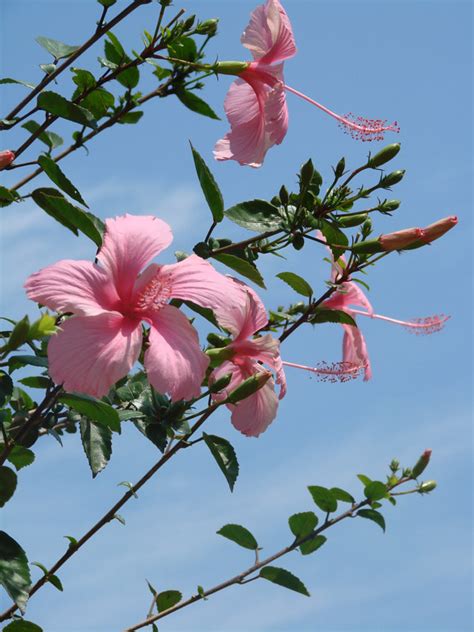 Hibiscus Flickr