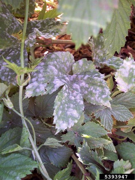 Powdery Mildew Podosphaera Macularis