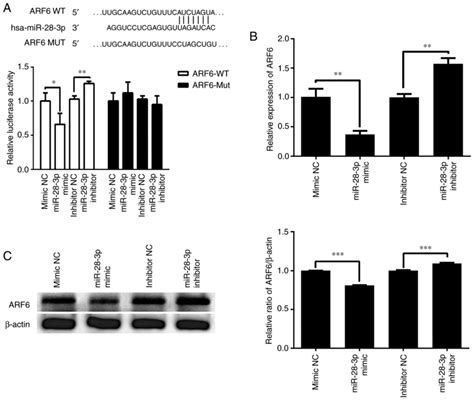 MiR283p Inhibits Prostate Cancer Cell Proliferation Migration And