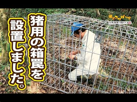 【猪猟】猪用の箱罠を設置しました。 遊ぶコツばっかチャンネル｜youtubeランキング