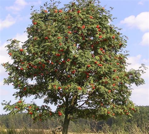 Sorbus Aucuparia Erica Garden