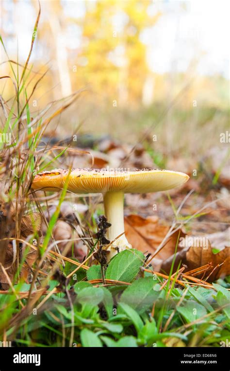 Fly Agaric Amanita Muscaria Fungus Forest Floor Stock Photo Alamy