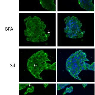 Sub Cellular Localization Of Ahr Confocal Microscopy Pictures Of