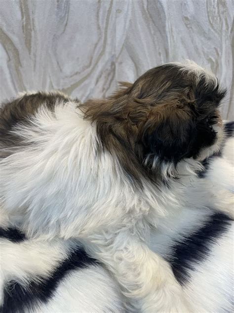 Shih Tzu Z Mini Suczka Olsztyn OLX Pl