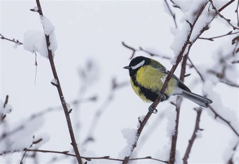 Une amie fidèle dans mon jardin Mésange charbonnière Grea Flickr