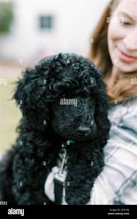 Woman Holding Poodle High Resolution Stock Photography And Images Alamy