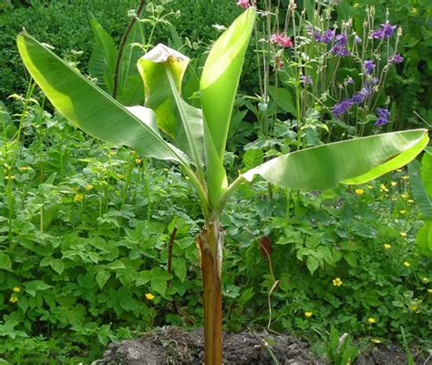 How To Grow Banana Palm Tree (Musa)