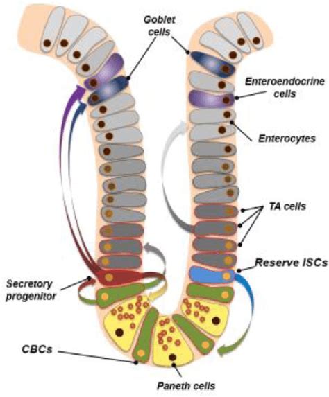 Cellular Diversity And Their Distribution In The Intestinal Crypt