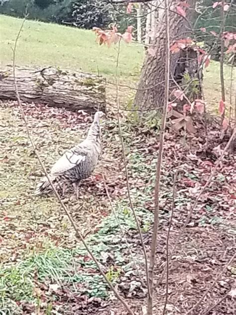 Answer Man Hunting Legal In Bent Creek Odd White Turkey In The Wild