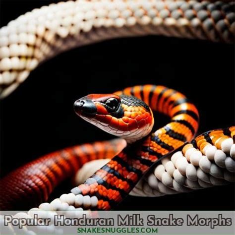 Honduran Milk Snake Care Guide: Housing, Feeding, Health and Popular Morphs