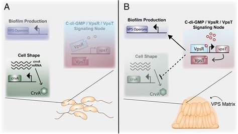 Vibrio Cholerae Cell Structure