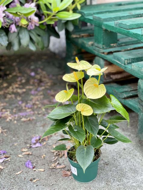 Anthurium Champion Vanilla Jungle Boogie