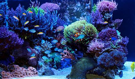 Life Time Salt Water Aquarium. Some Considerations On Subject