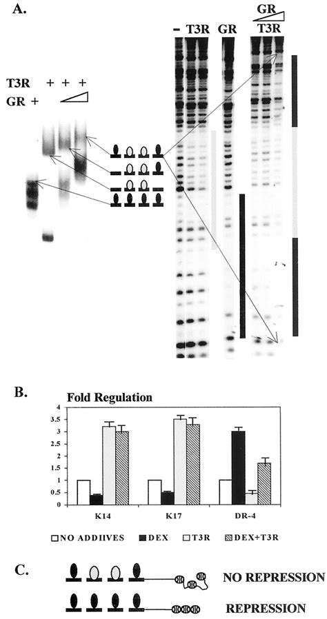 Negative Response Elements In Keratin Genes Mediate Transcriptional