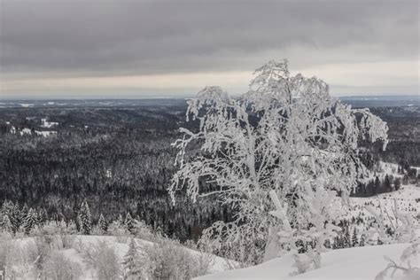 Хрустальное дерево | ФотоДрузья | ВКонтакте