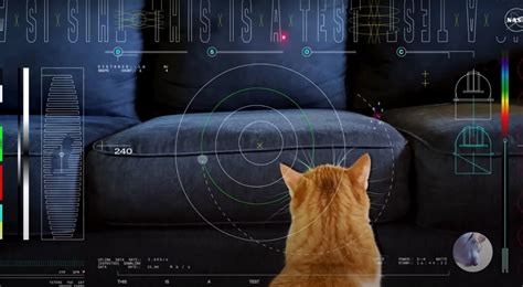 La Nasa Ha Trasmesso Il Video Di Un Gatto In Alta Definizione Da