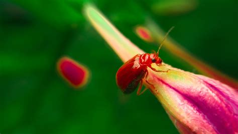 Red Pumpkin Beetle Flower - Free photo on Pixabay - Pixabay