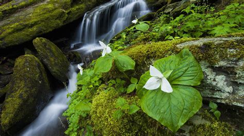 Waterfall In The Forest HD desktop wallpaper : Widescreen : High ...