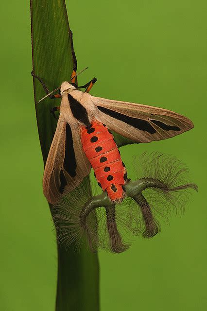 Nature and more: Moth - Creatonotos gangis What you see in this...