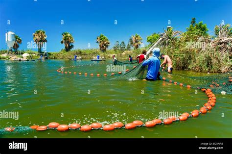 Israel, Coastal Plains, Kibbutz Maagan Michael, Harvesting fish from ...