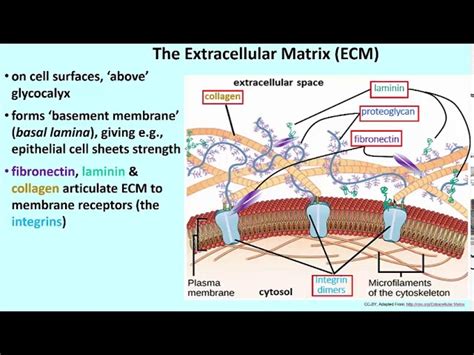 Are Microfilaments In The Extracellular Matrix Vital For Cellular Function?