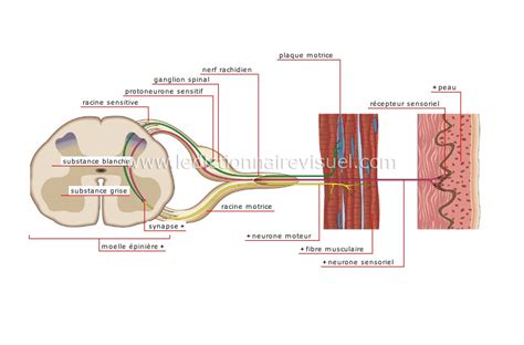 être Humain Anatomie Système Nerveux Influx Nerveux Image Dictionnaire Visuel