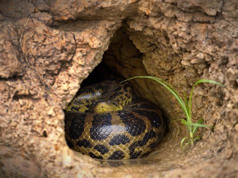 6 Mind Blowing Snake Hibernation Facts UKPets