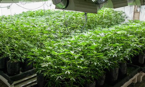 Tips For Budgeting Your Indoor Cannabis Cultivation Pretty Progressive