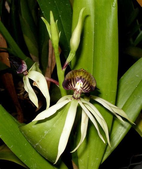 Encyclia Green Hornet