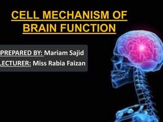 Cell mechanism of brain function | PPT | Free Download