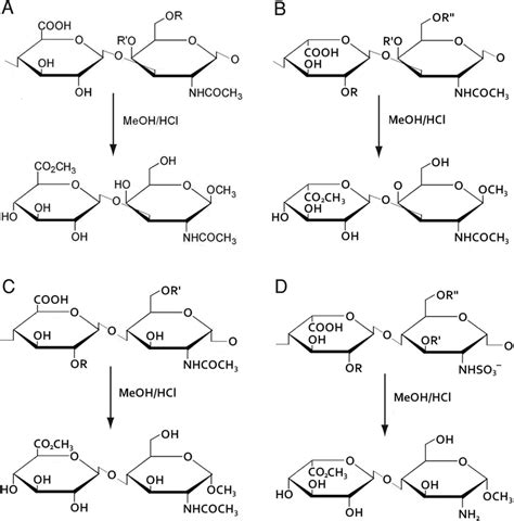 A Scheme Representing The Methanolysis Of Chondroitin Sulfate CS