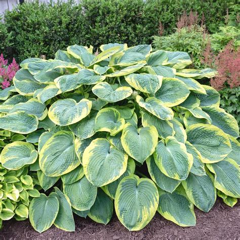 Hosta Large Leaf Frances Williams 3 Bare Roots Longfield Gardens