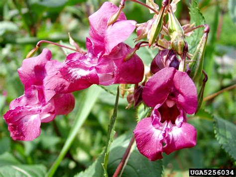 Himalayan Balsam Impatiens Glandulifera