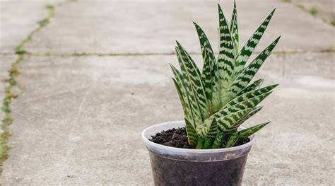 Plants That Look Like Aloe Vera Ultimate Collection