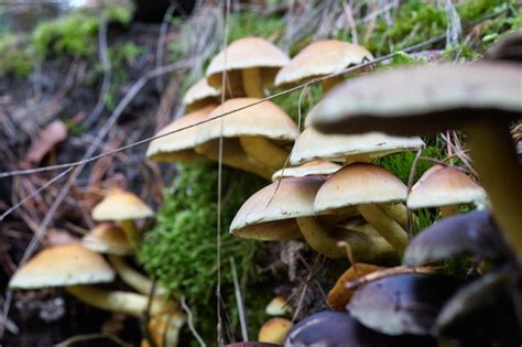 Bouchon De Lait Au Safran Champignon Lactarius Deliciosus Aka