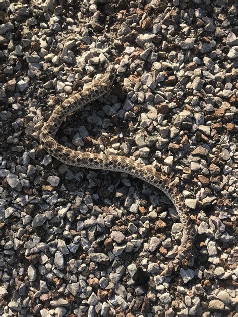 Mexican Hognose Snake From FM 2185 Van Horn TX US On September 27